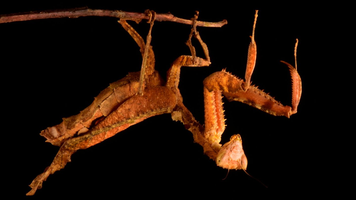Una especie de mantis religiosa desconocida hasta la fecha. (Reuters)