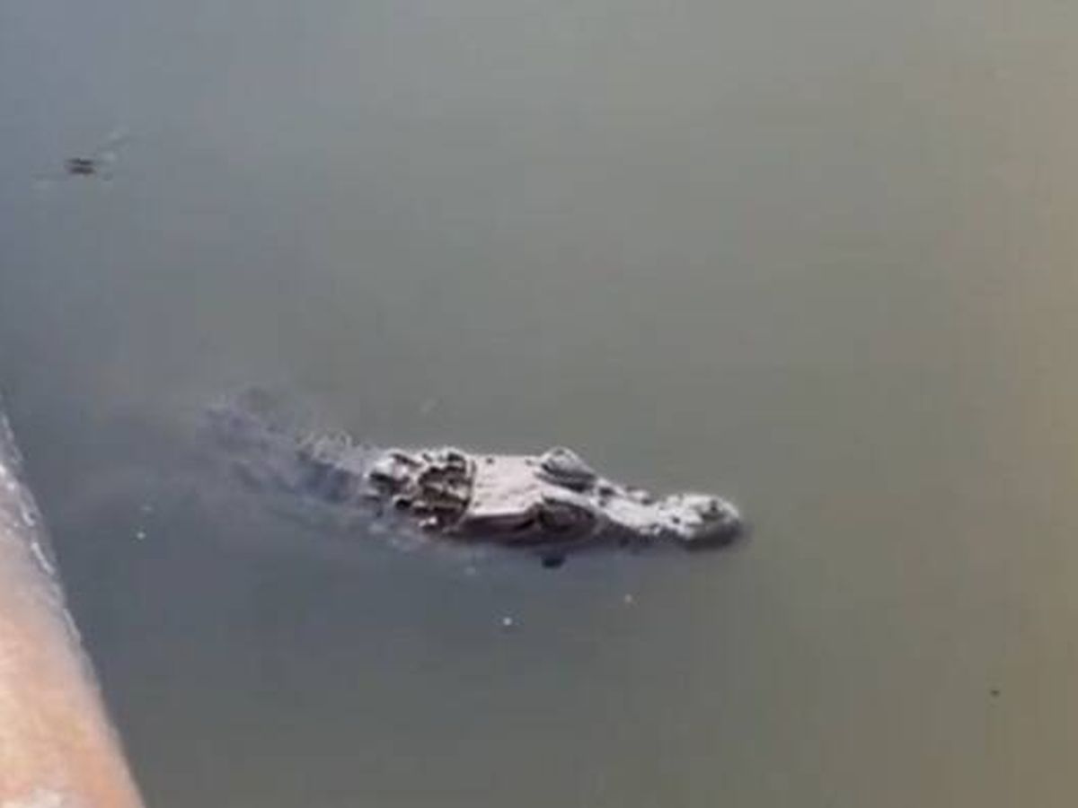Foto: Los dueños de una finca avisan de que había un caimán en su estanque: así fue el espectacular rescate del animal. (Twitter)