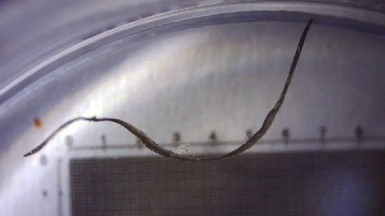Foto: Este alambre tiene una composición anómala en comparación con las aleaciones fabricadas por el hombre. (Avi Loeb)