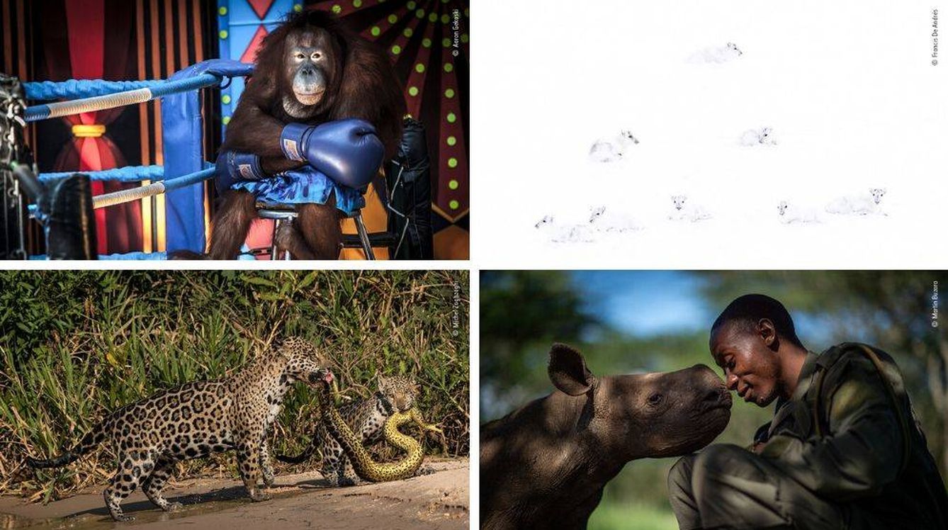 Las otras cuatro fotografías que recibieron más votos en el Wildlife Photographer of the Year  LUMIX People's Choice de 2019