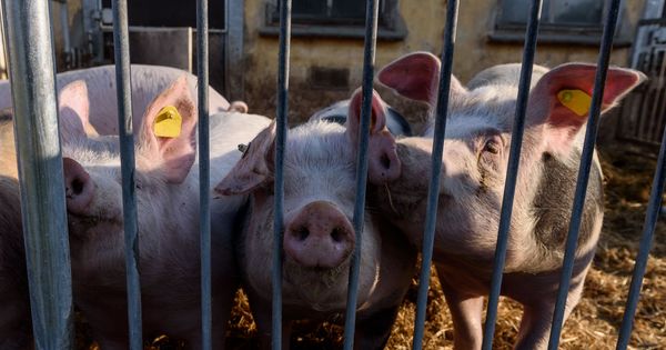 Foto:  Vista de cerdos en un cobertizo de una granja de cerdos. (EFE)