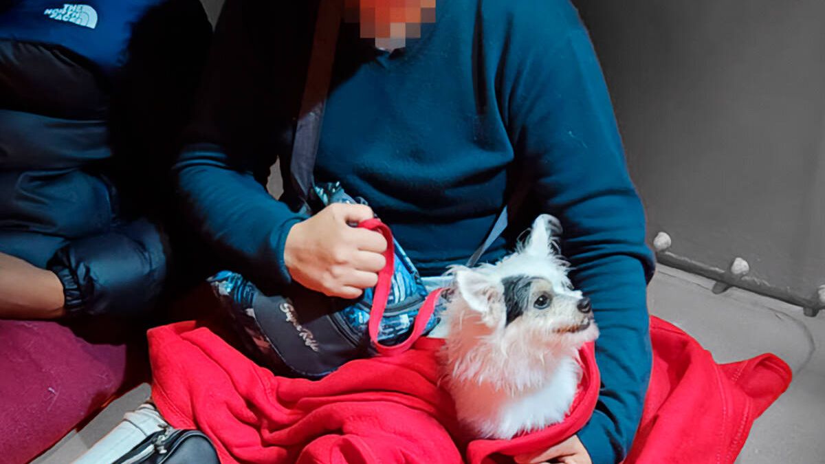 El extraño caso de Poli, el perro que llegó en patera a Canarias: "Su dueña se jugó el tipo por él"