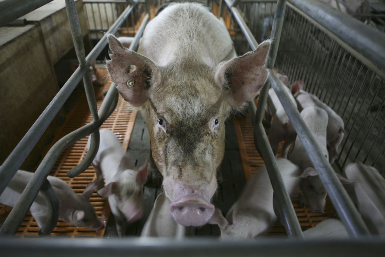 Imagen de archivo de una granja de cerdos. (Reuters)