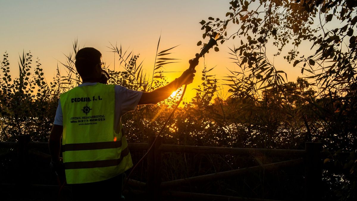 Dos víctimas y un lío de competencias: alarma por el mosquito del Nilo en Sevilla
