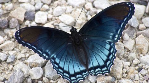 La mariposa azul, la gran beneficiada del cambio climático