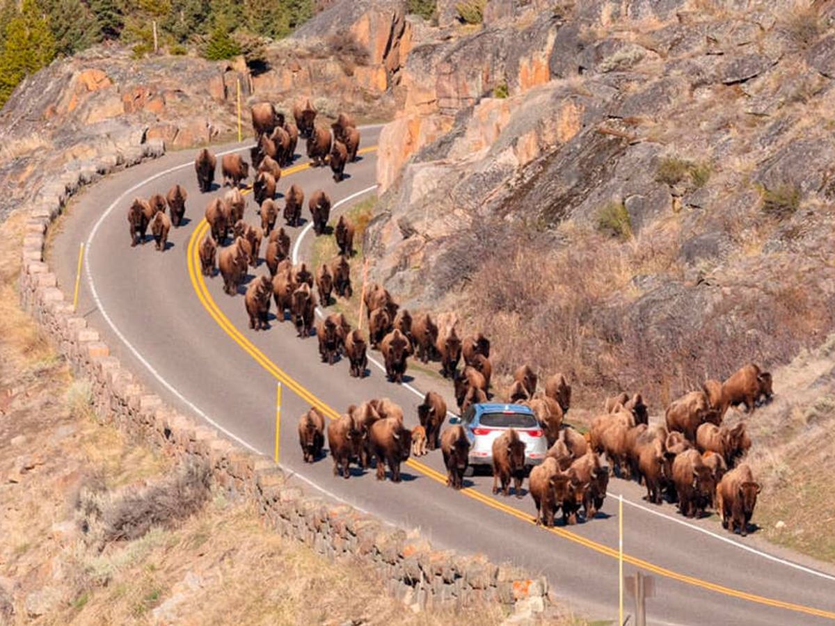 Foto: Un grupo de bisontes rodea un coche en el Parque Nacional de Yellowstone (Foto: Facebook/Yellowstone)