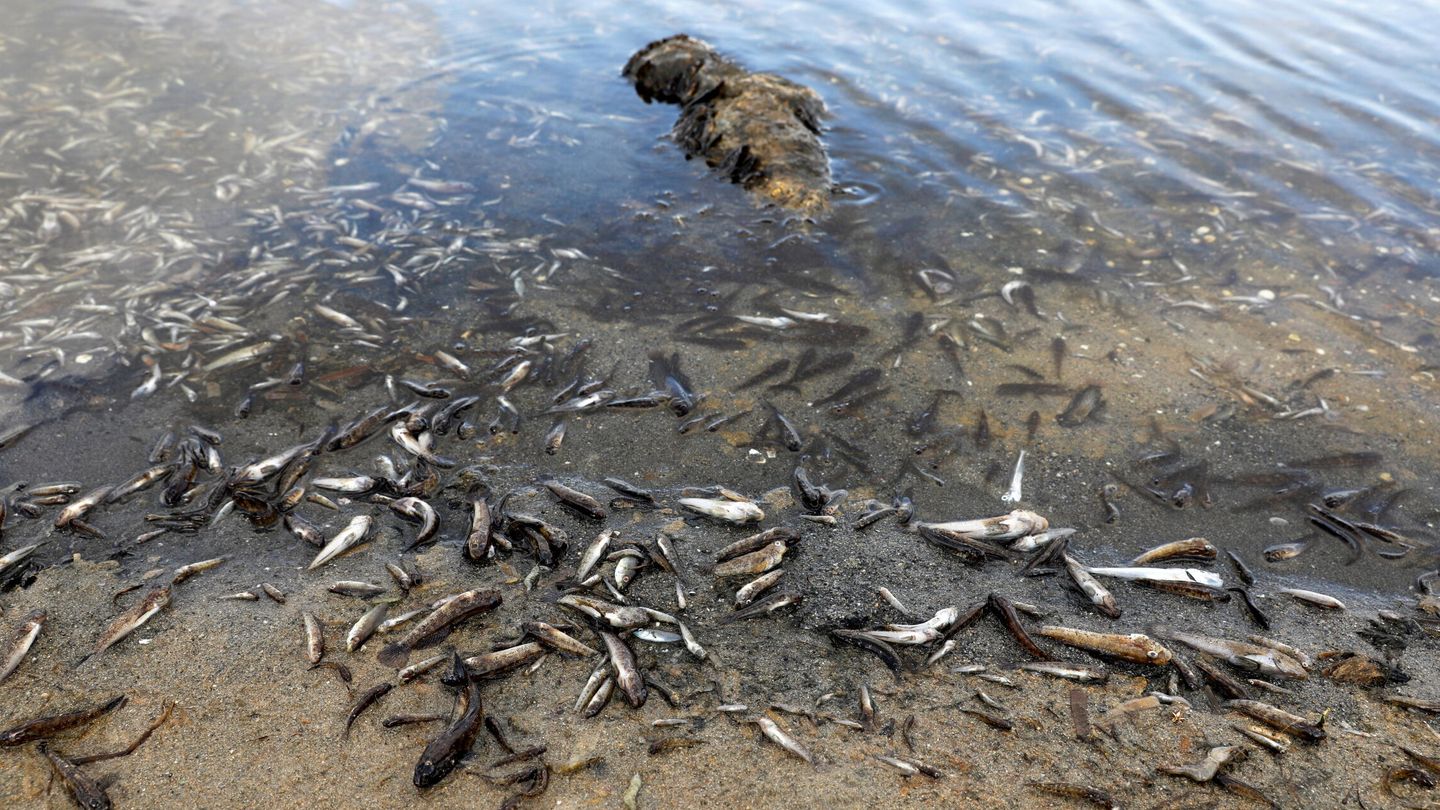 Los peces muertos vuelven a cubrir las orillas del Mar Menor. (Reuters)