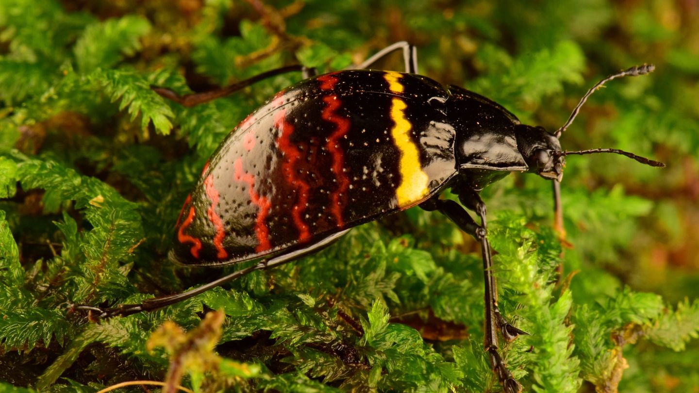 'Erotylus voeti', una clase de escarabajo de hongo. (Reuters)