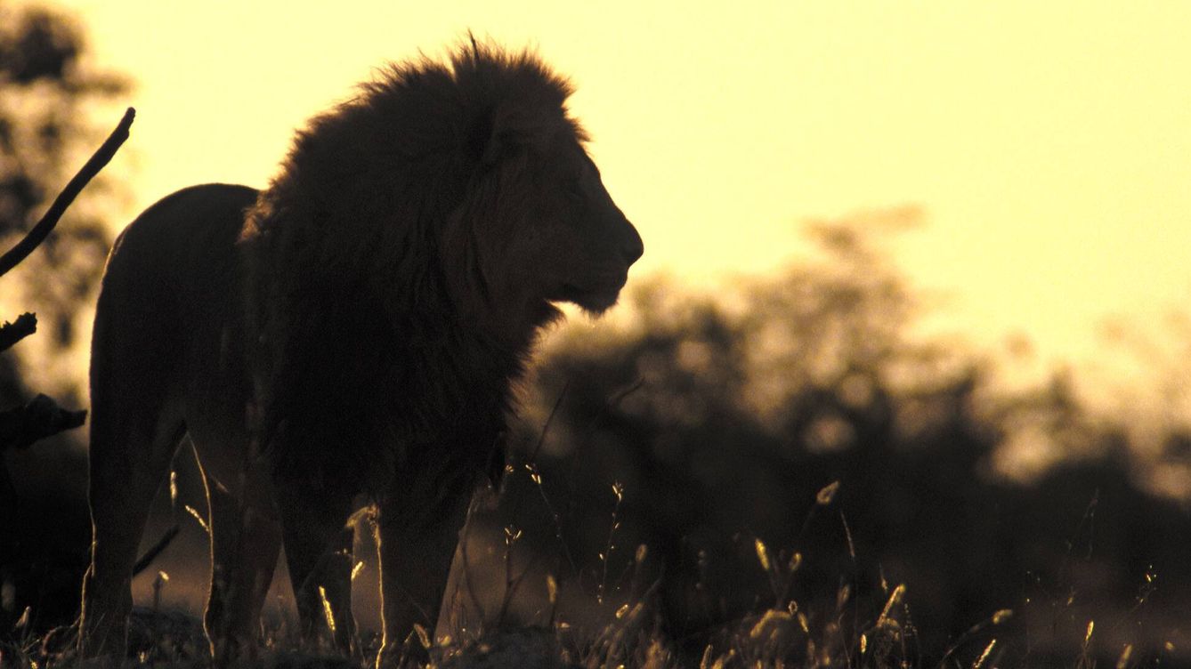 Foto: León en el desierto del Kalahari. (Andoni Canela)