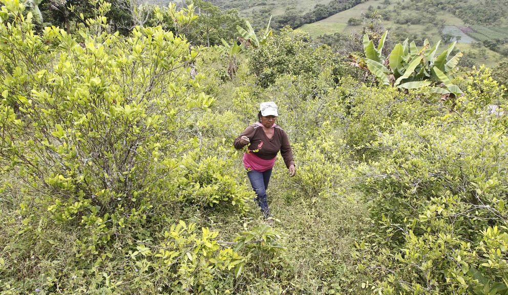Una plantación de coca en las afueras de Toribio (Reuters)
