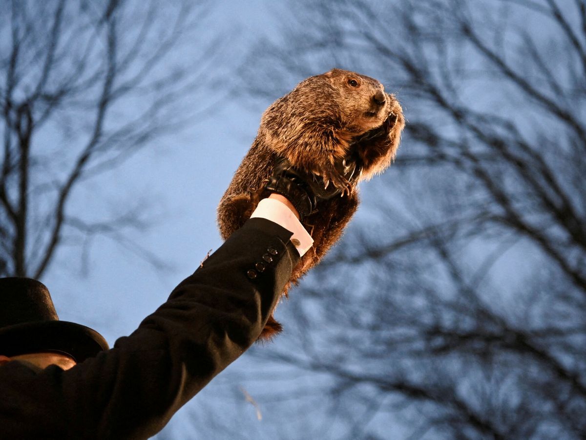 Foto: ¿Por qué es el día de la Marmota y qué predice la marmota Phil? (REUTERS / Alan Freed)