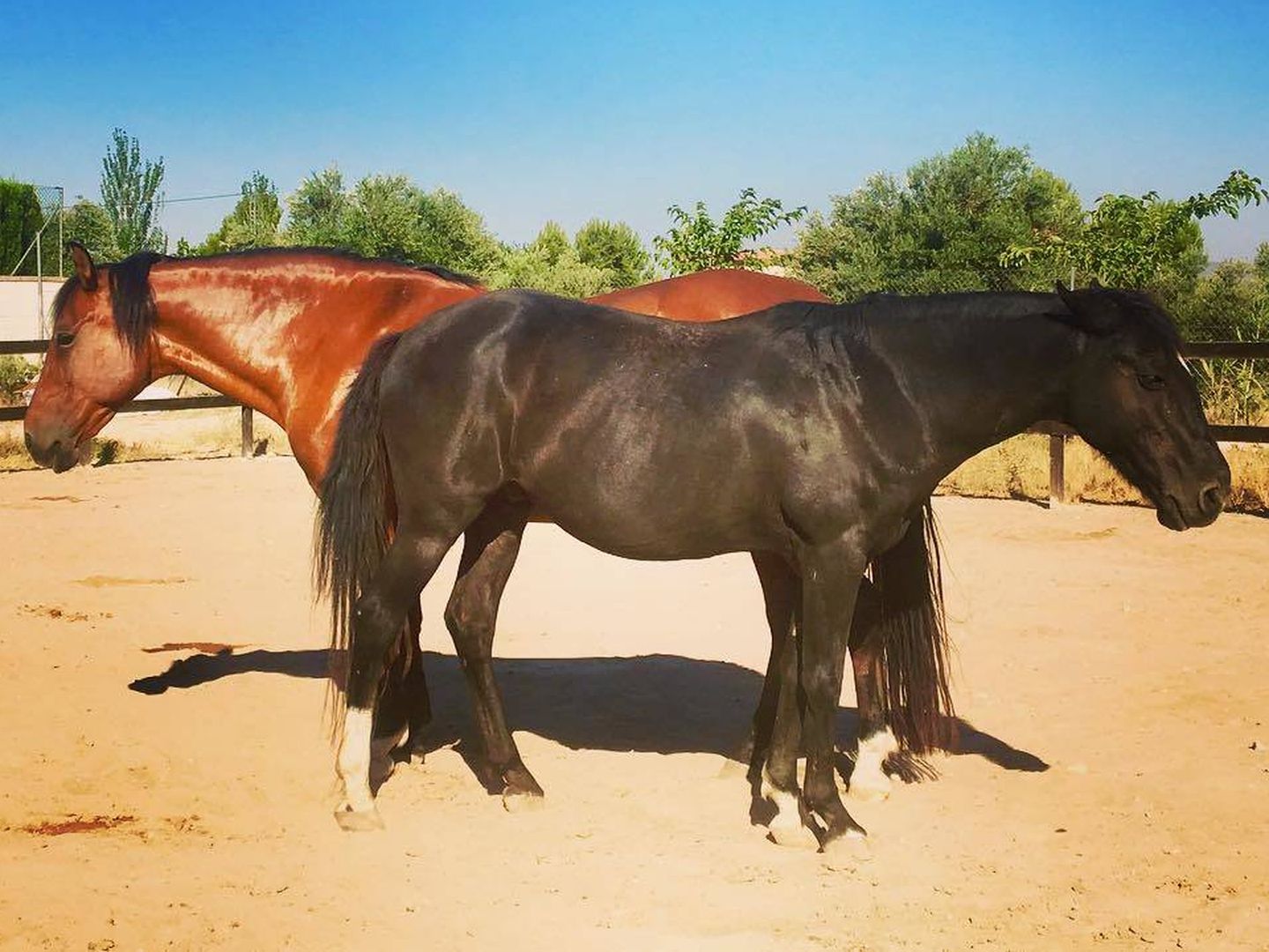 Dos caballos en las instalaciones de APAC, en Dénia. 