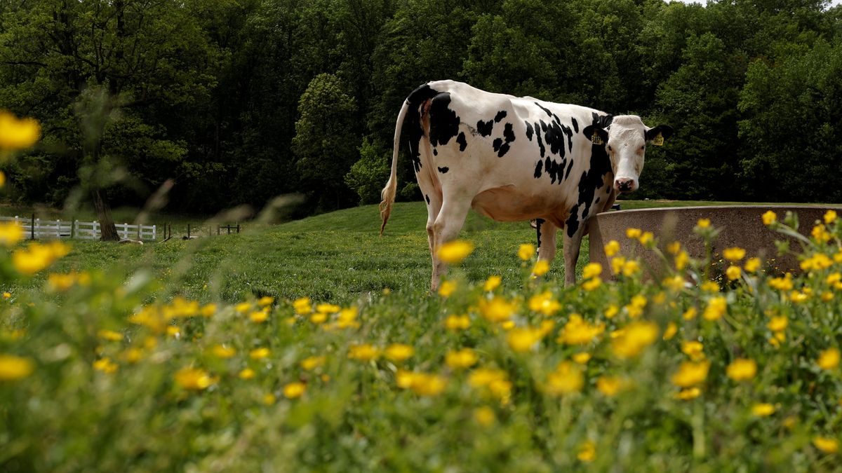 COAG denuncia a las grandes lácteas por llevar a los ganaderos a vender bajo coste