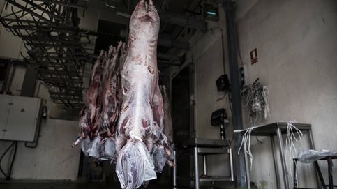 ¿Buscáis un cordero?: así consiguen los musulmanes la carne en los mataderos halal