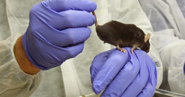 Foto: Experimentación con ratones en la Universidad Pompeu Fabra. (EFE)