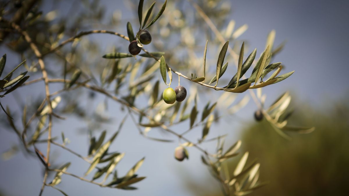 El oasis extremeño del aceite de oliva en medio de una España seca: "Ha sido una campaña excepcional"