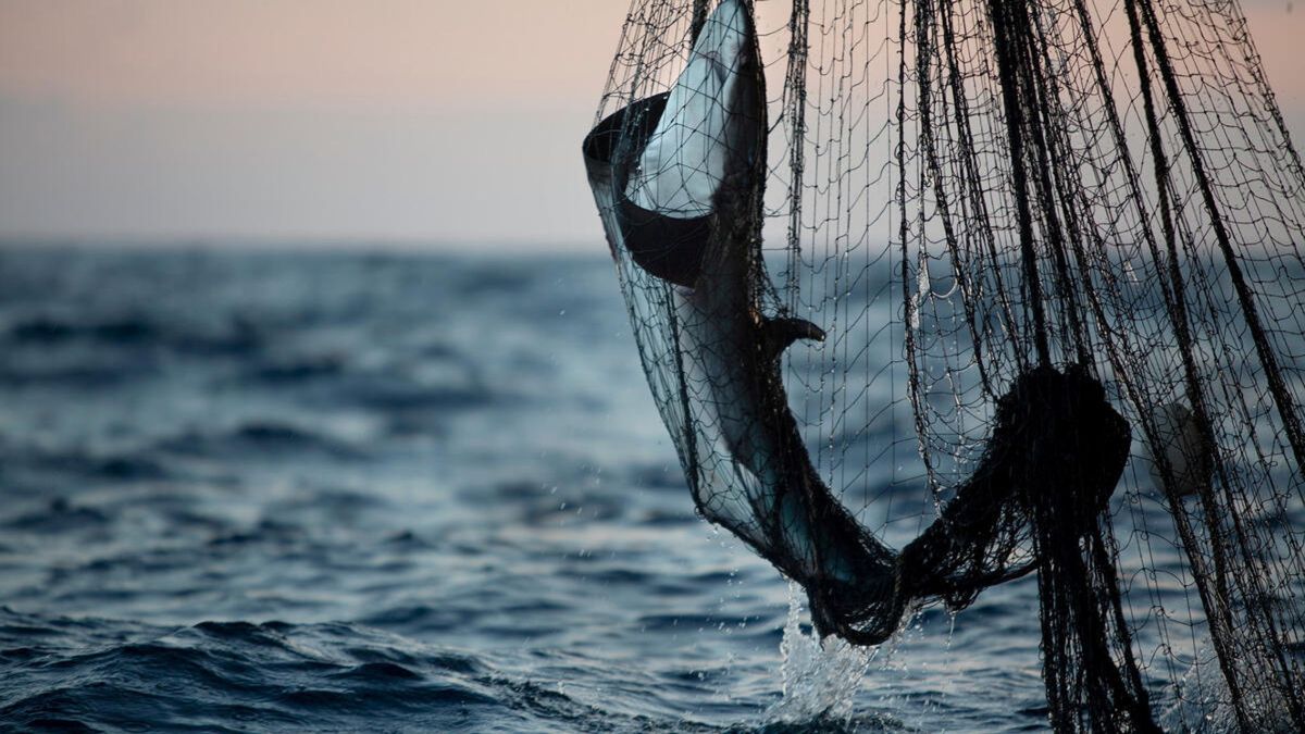España, líder mundial en el comercio de carne de tiburón: "Es herencia del colonialismo"