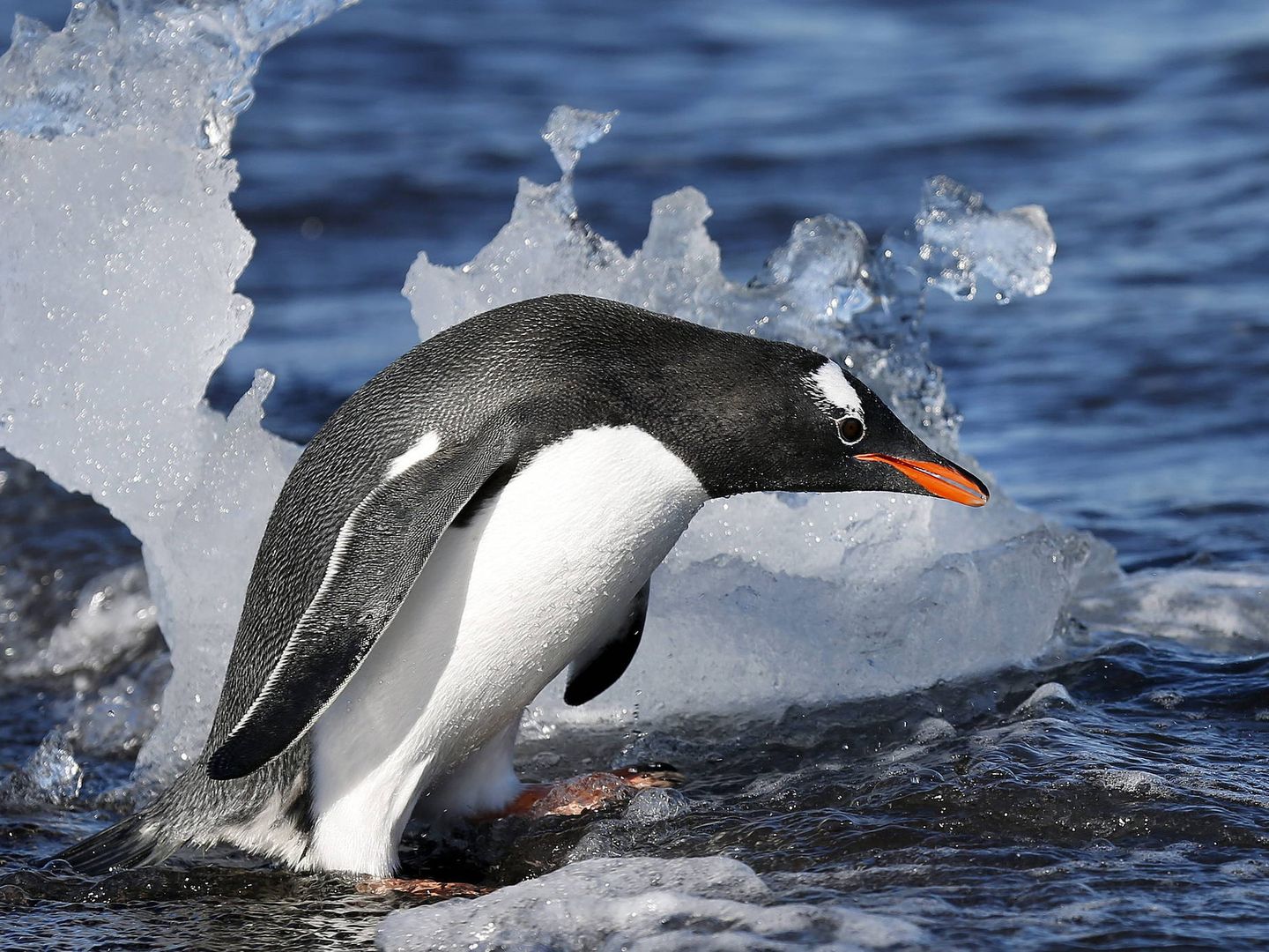 Pingüino papúa en la antártida. Foto: EFE/Felipe Trueba