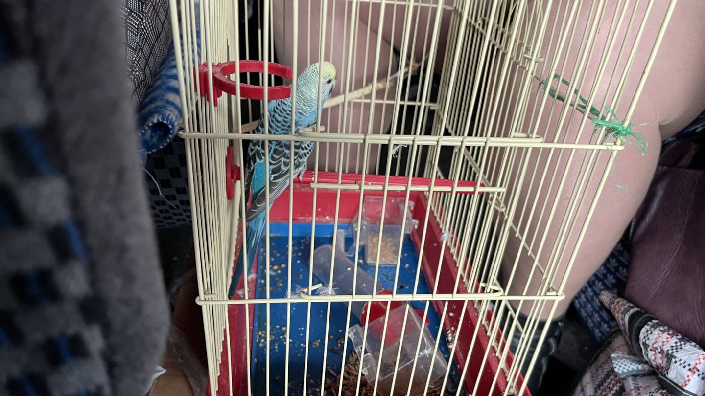 El periquito, Musha, en su jaula. (A. A.)