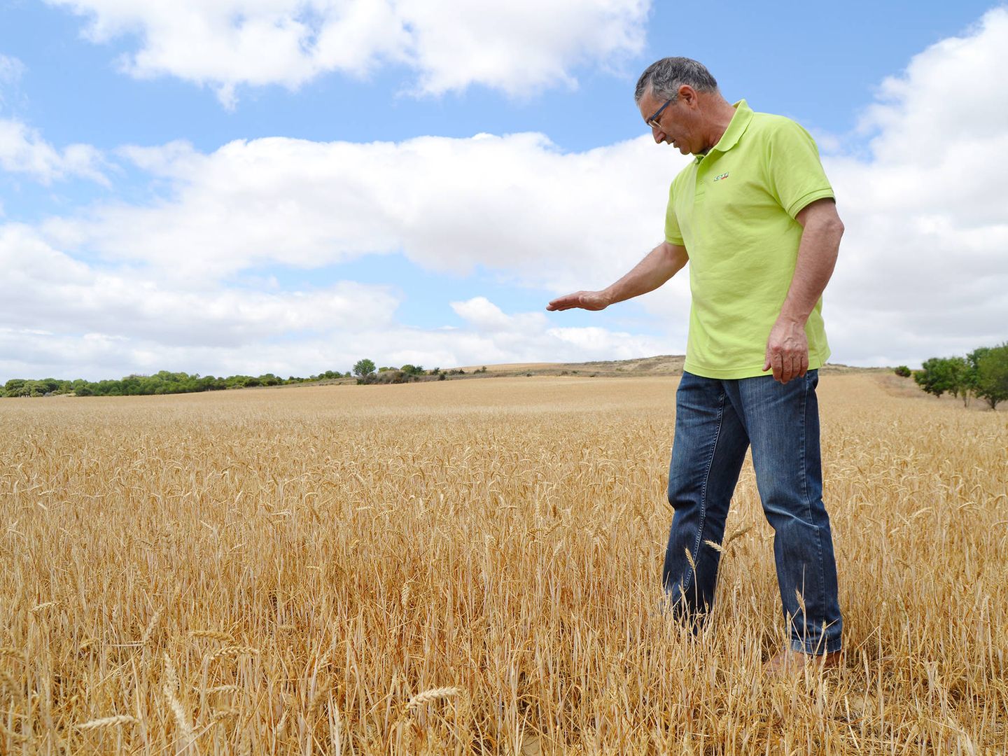 Lorenzo en una plantación de trigo, señalando la altura que deberían tener las espigas. (M.Z.)