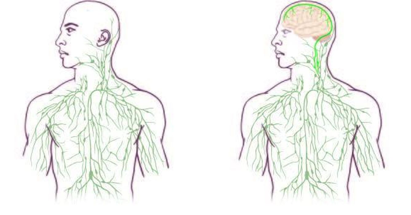 A la izquierda el 'antiguo' sistema linfático, a la derecha el 'nuevo' sistema linfático. (University of Virginia Health System)