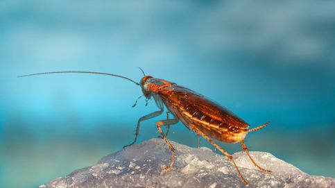 Revelan el origen oculto de la plaga urbana más extendida del planeta: la cucaracha