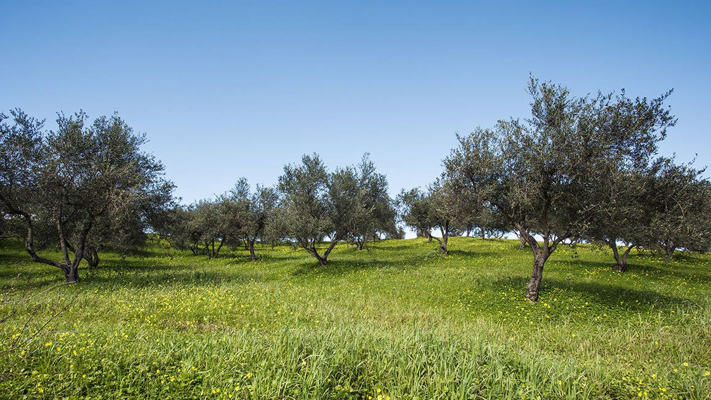 La cosmética con aceite de oliva es perfecta un apostar por un consumo de belleza más sostenible. (Korres)