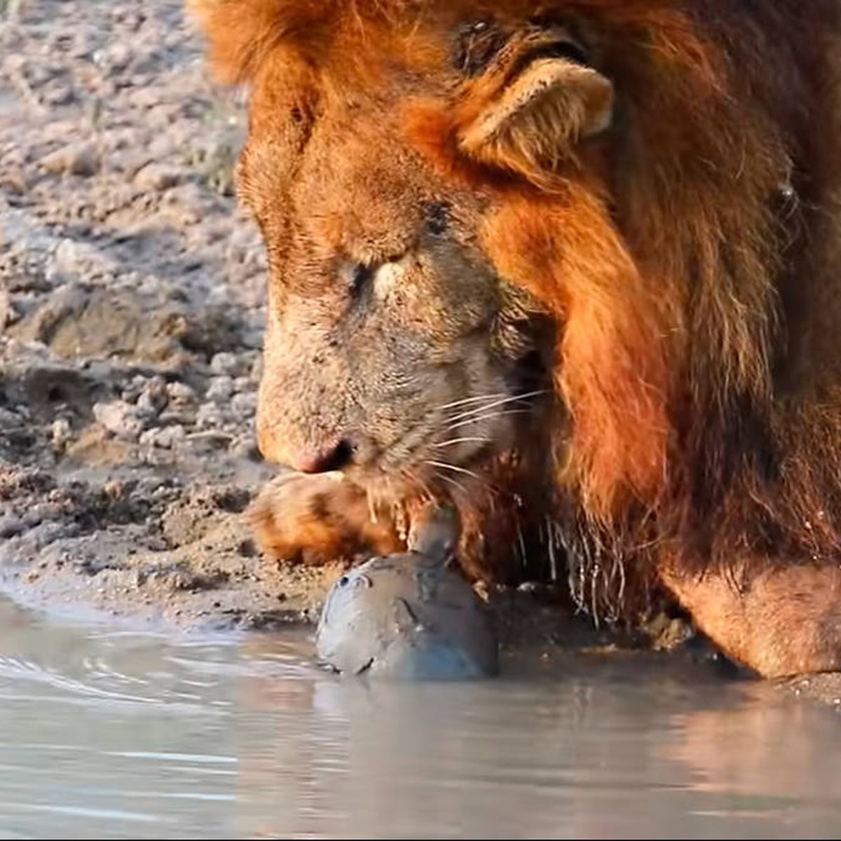 La tortuga más valiente: se enfrenta a una pareja de leones por beber en un  arroyo