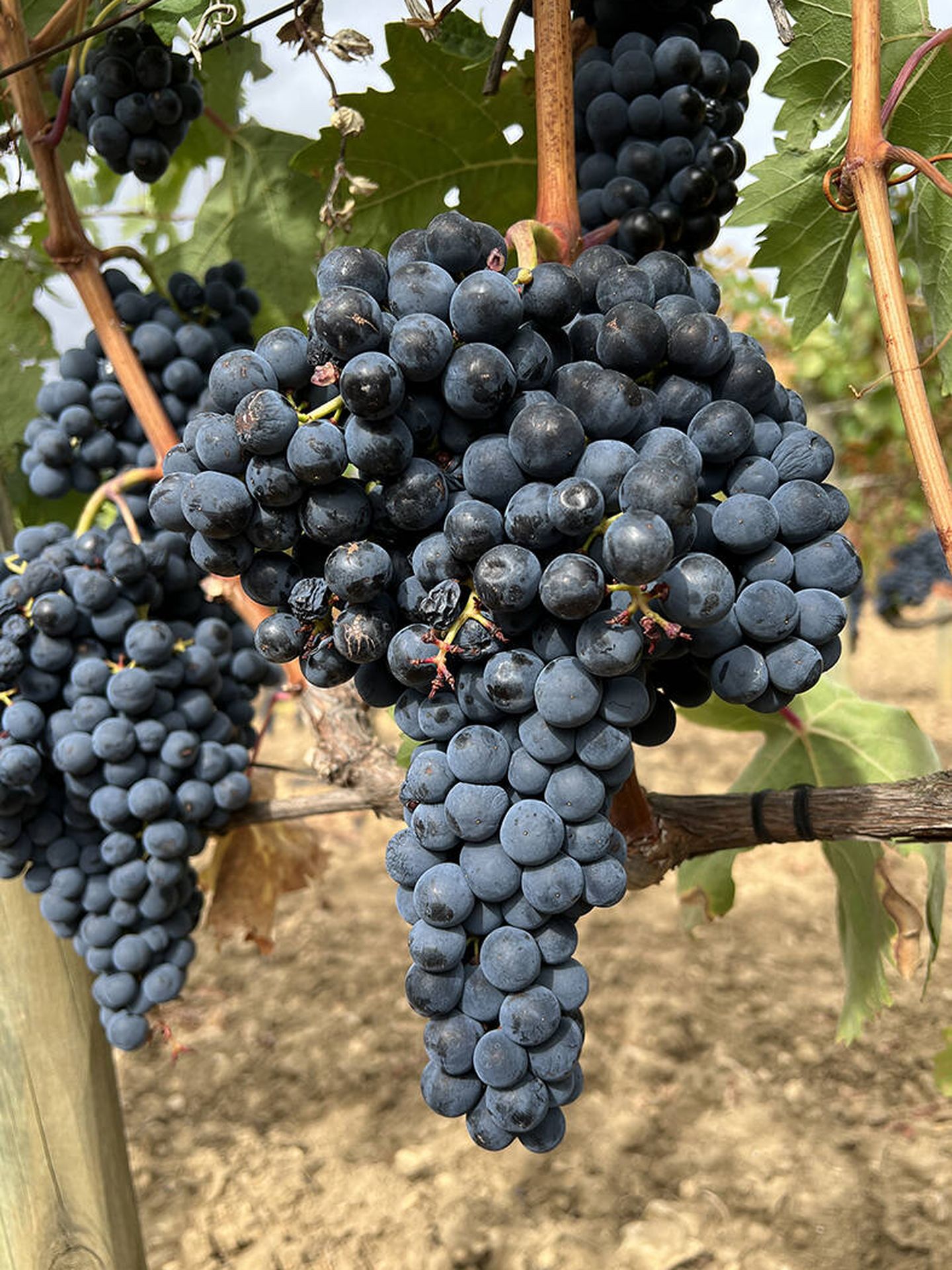 Racimo de uvas tempranillo 'con hombros' –los más apreciados— a punto de ser vendimiado. (Cortesía)