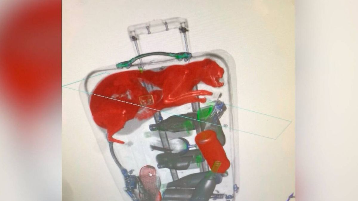 Encuentran un gato dentro de una maleta al pasarla por los rayos X del aeropuerto