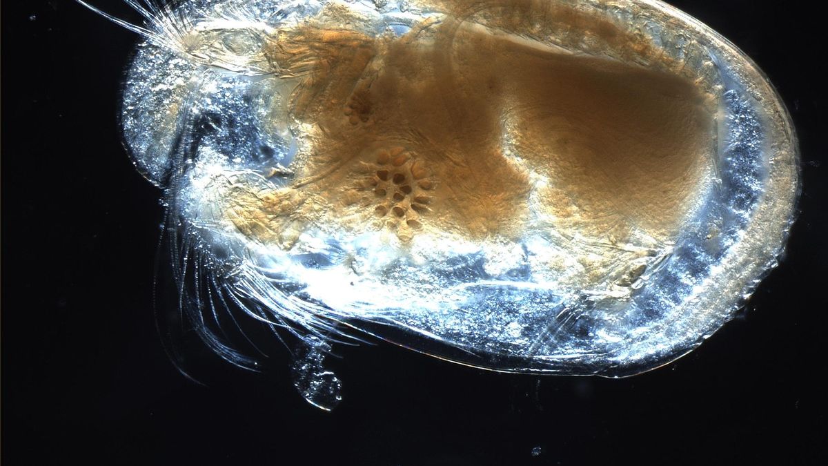 Encontrada la muestra de esperma animal más antigua de la historia