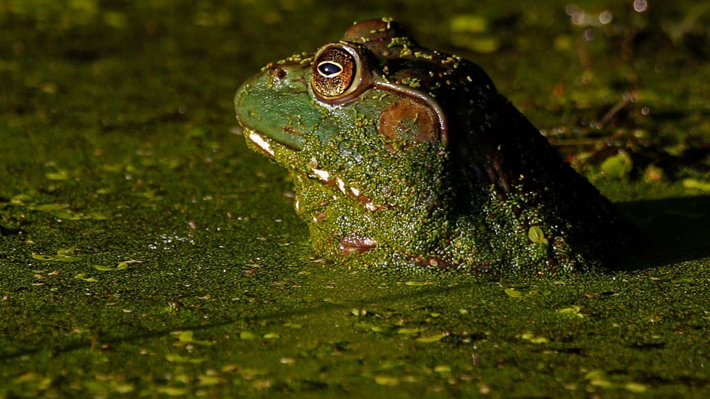 Una rana toro (Lithobates catesbeianus) sale a la superficie en un estanque afectado por la sequía el 2 de agosto de 2018 (EFE)