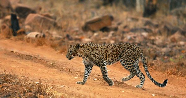 Foto: Un leopardo en una reserva de la India