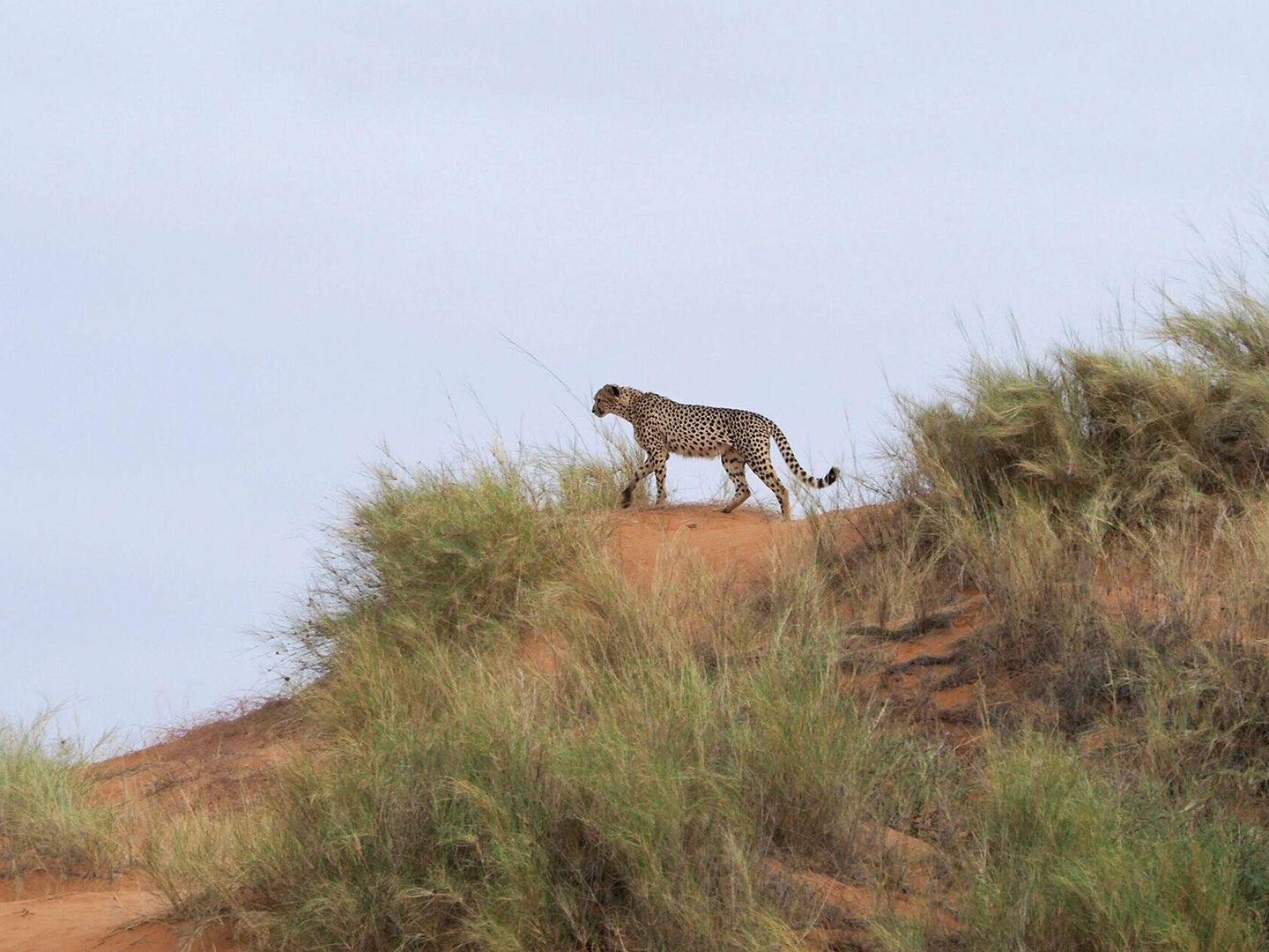 Un guepardo vigilando desde unas dunas. (Andoni Canela)