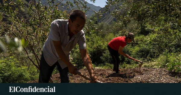 Aceite de oliva chino: así ha conseguido el gigante asiático tener olivares y almazaras