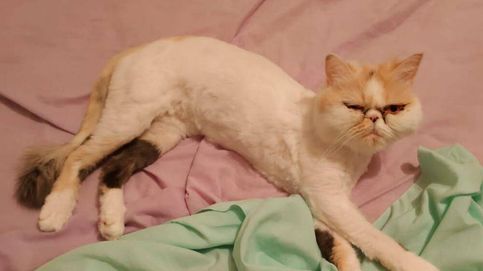 Una gata de Córdoba sobrevive a 46 minutos de lavado y centrifugado