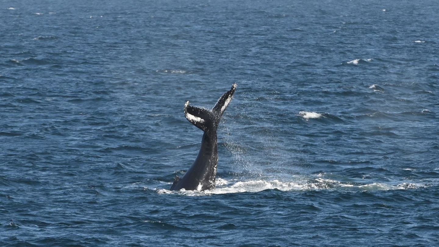 Una ballena, mostrando su aleta caudal fuera del agua. (EFE/M. Antin)