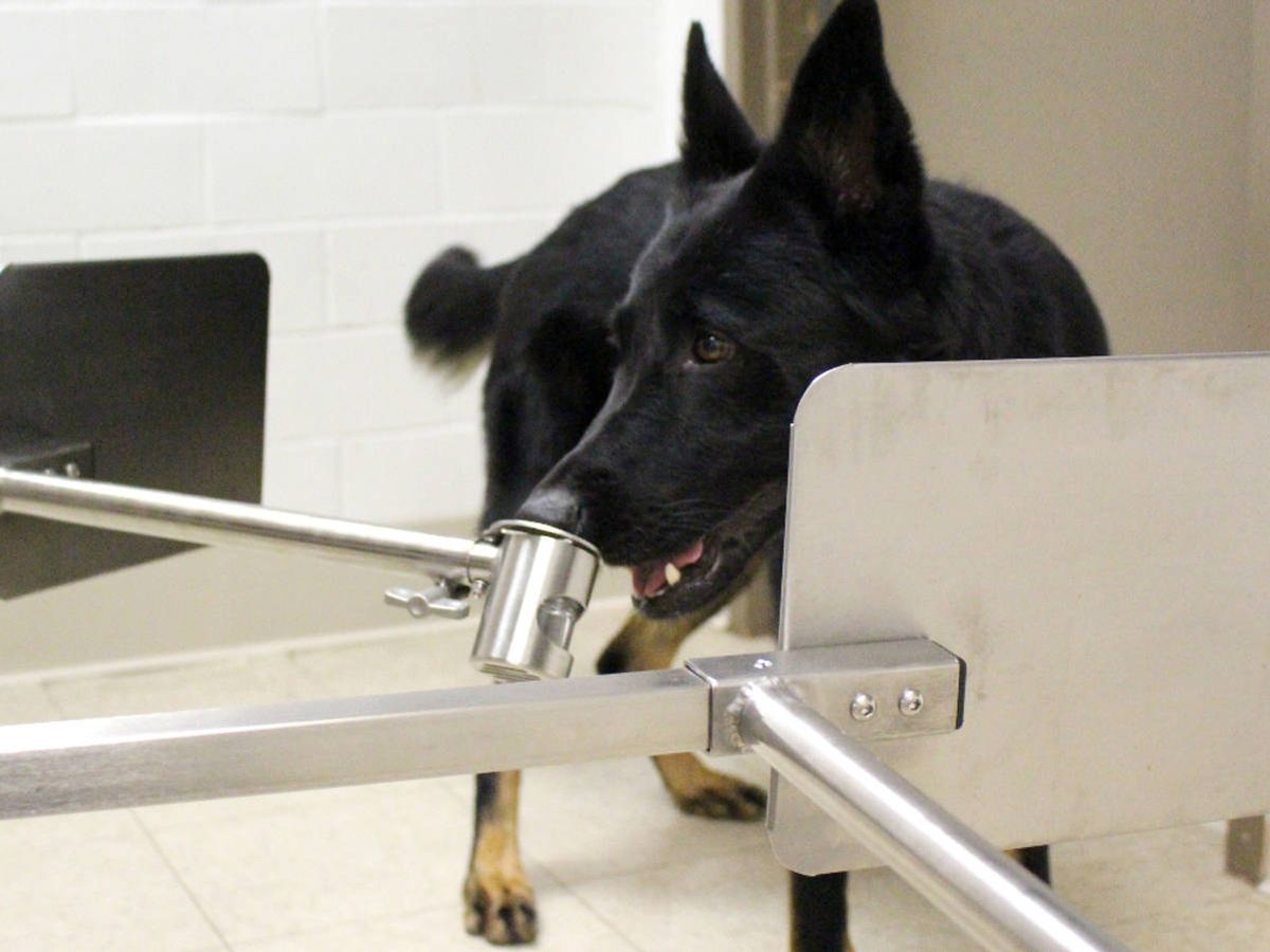 Foto: Perro en las pruebas de detección del covid-19. (Penn Vet)
