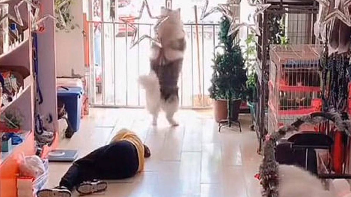 Un perro abre la puerta de su tienda para pedir ayuda para su dueña desmayada
