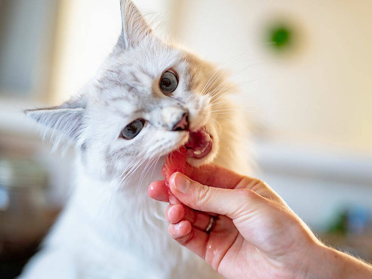 Oso polar segunda mano Júnior La mejor comida para gatos: ¿dónde comprarla?