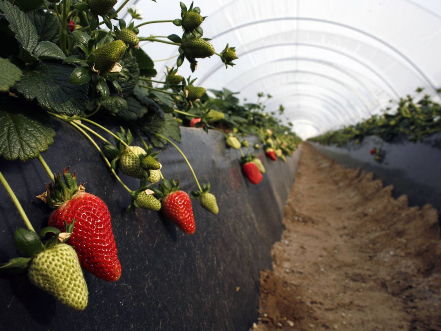 Invernaderos de fresas en Rociana. (Reuters)