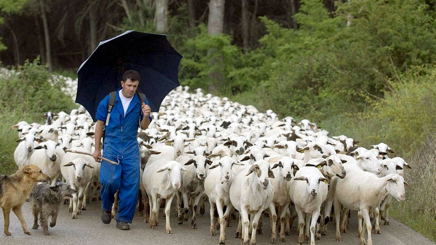 Un pastor con sus ovejas. (EFE)