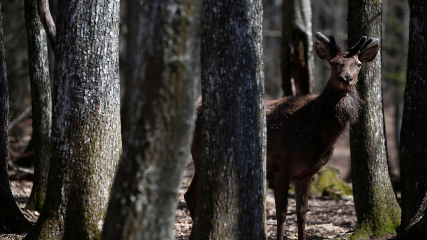 Los ciervos son uno de los mayores enemigos de 'Pando'. (Reuters/Stephane Mahe)