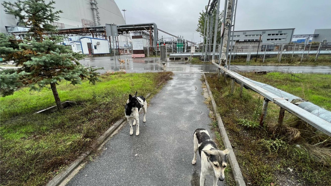 Foto: Perros en Chernóbil. (Clean Futures Fund+)