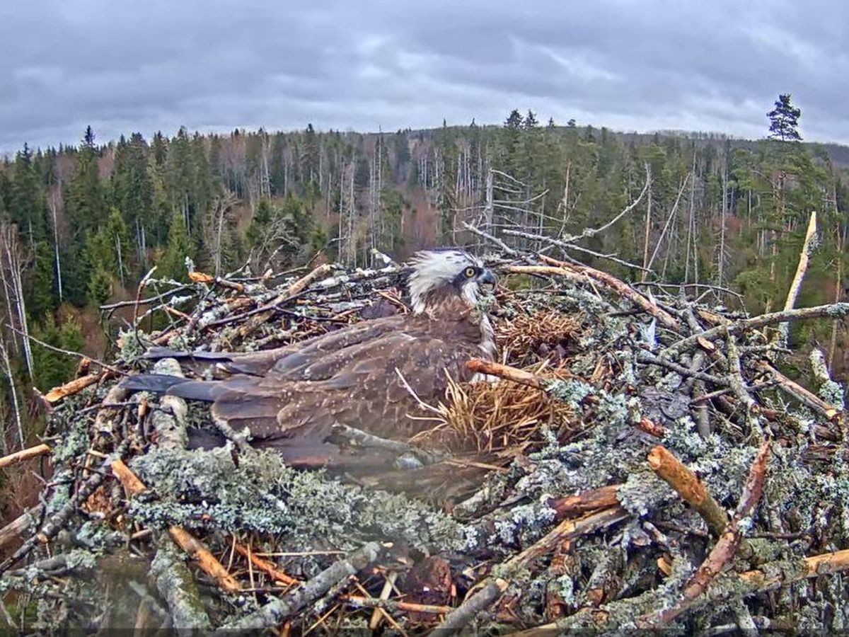 Foto: Webcam en nido de águila pescadora. (Kotkaklubi)