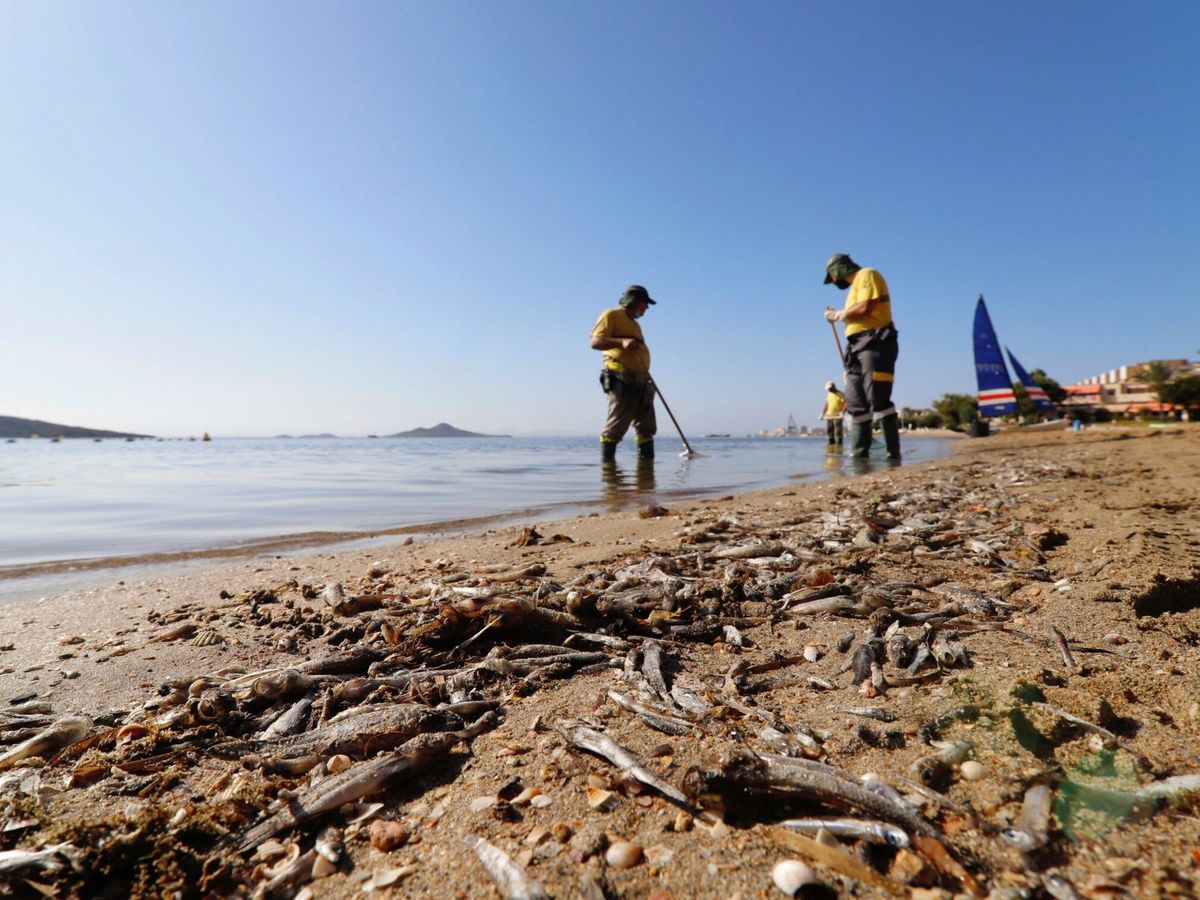 Foto: Peces muertos cubren las orillas del Mar Menor. (EFE)