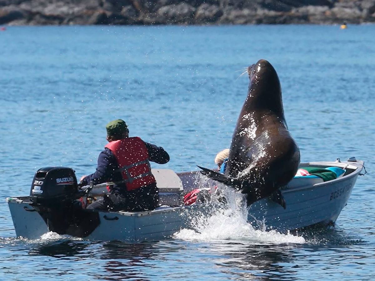 Foto: El león marino estuvo a punto de hundir la barca (YouTube/Castanet News)