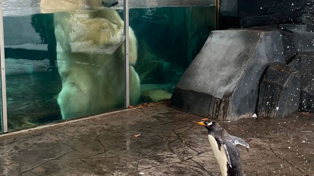 Los pingüinos del zoo de San Luis visitan por sorpresa a sus vecinos