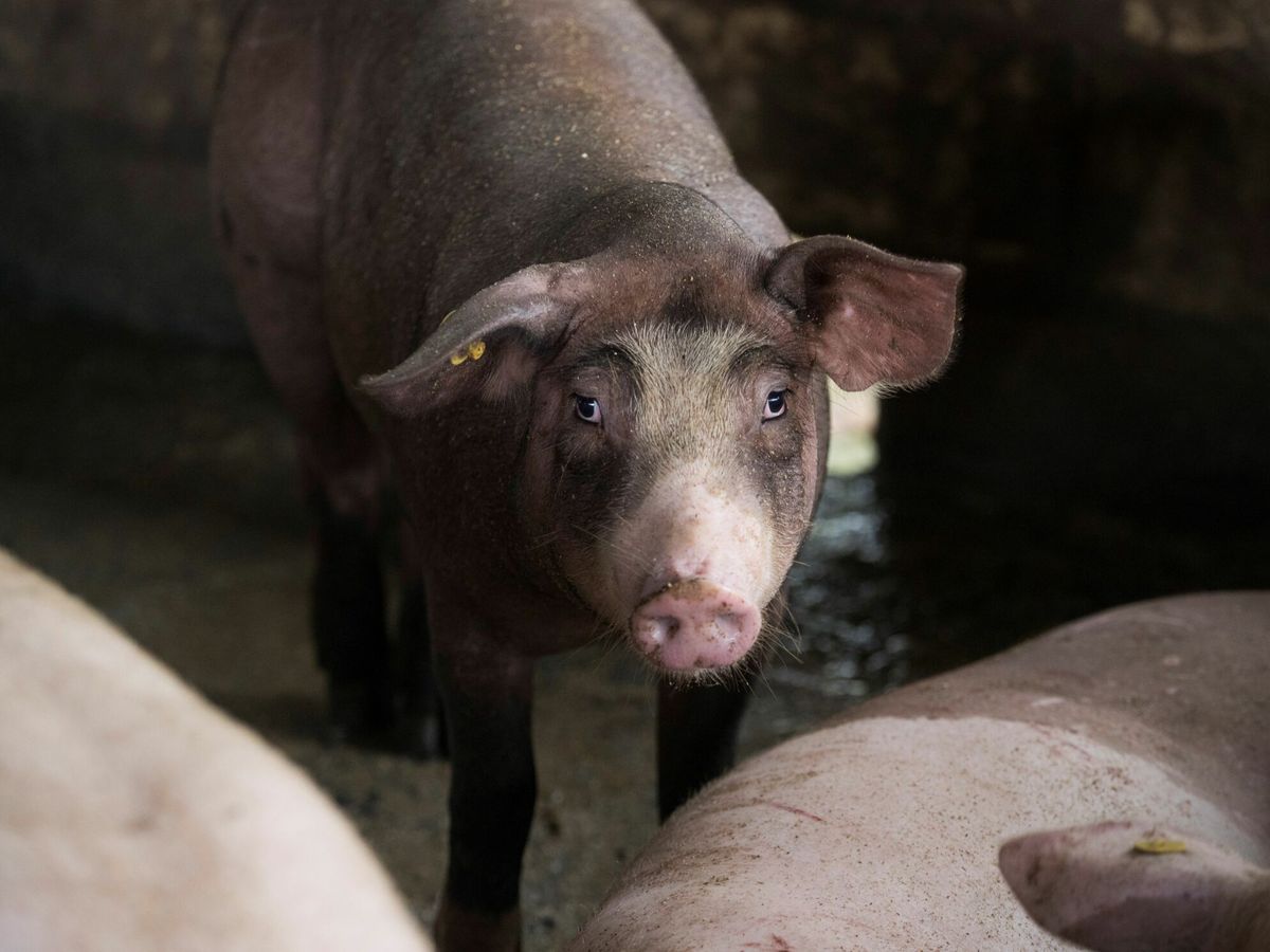 Foto: Los cerdos, amenazados por la peste porcina. (EFE/Orlando Barría)