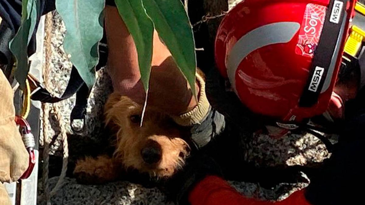 El increíble rescate de Pancho, el perro gallego atrapado en un muro 